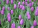 PurpleTulips