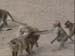 MonkeyFights_Lopburi (2)