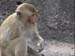 Monkeys_Lopburi