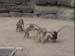 MonkeyFights_Lopburi