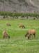 Yellowstone Grazing